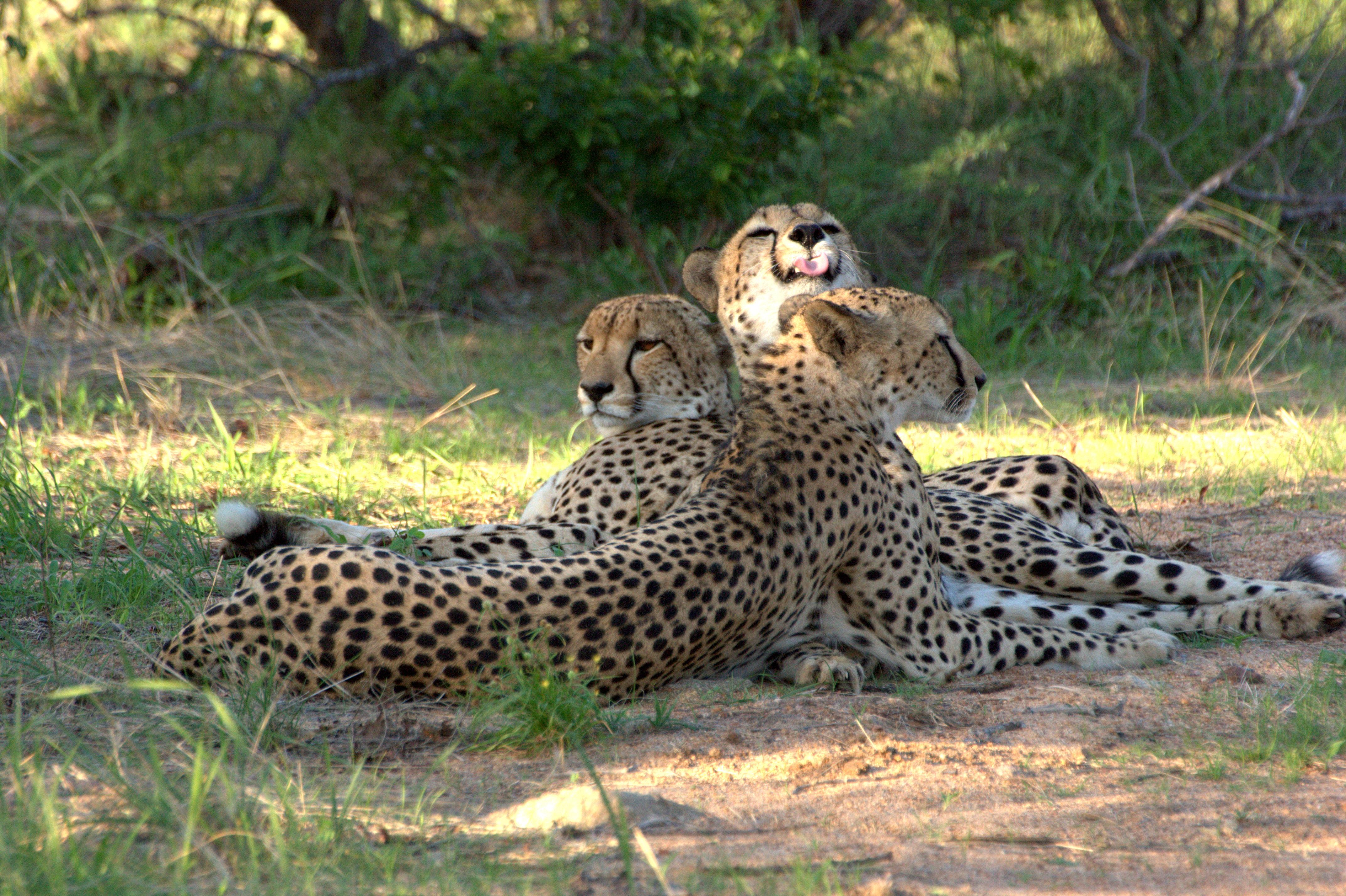 希杜丽私人狩猎山林小屋 Karongwe Game Reserve 外观 照片