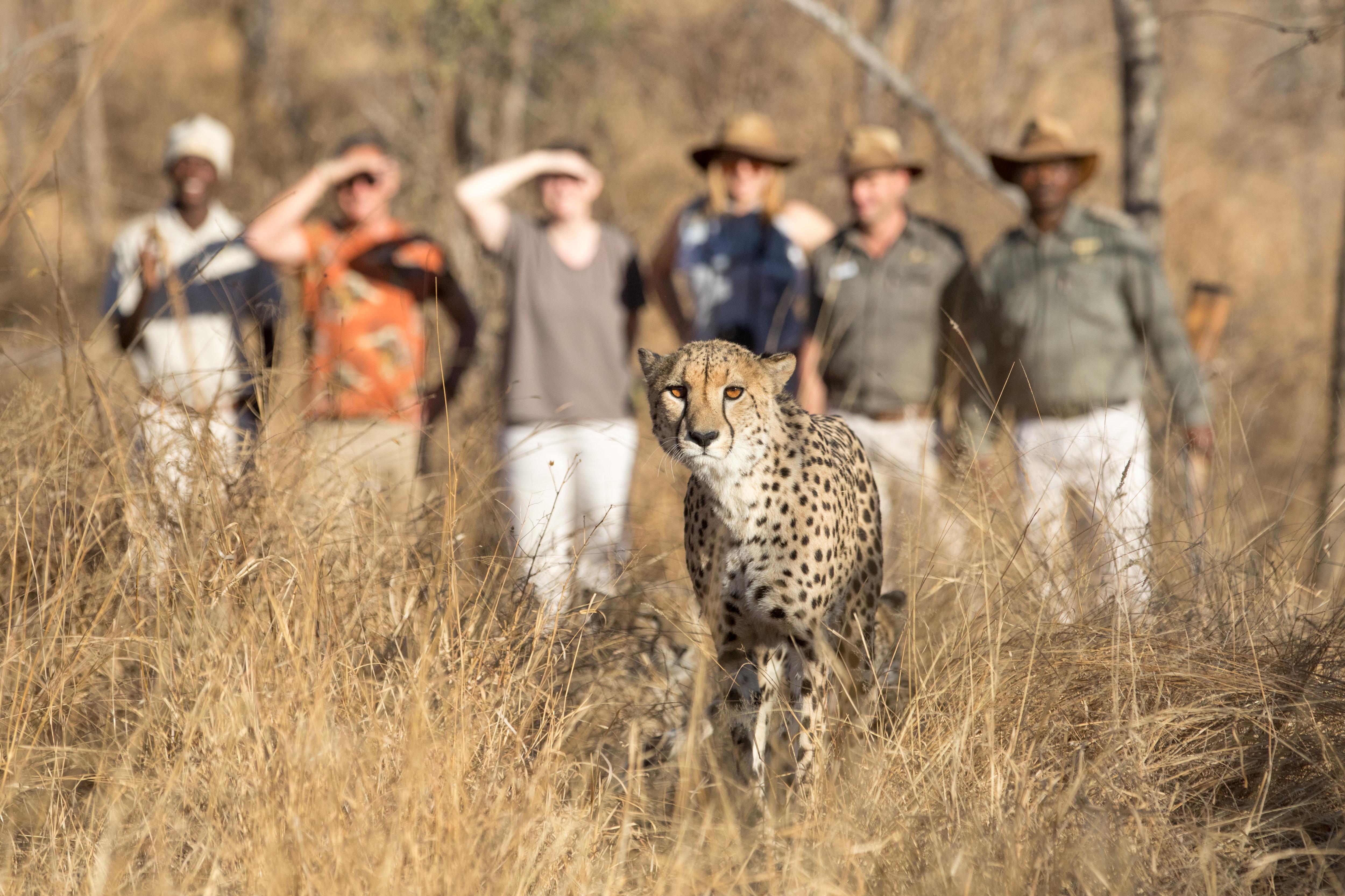 希杜丽私人狩猎山林小屋 Karongwe Game Reserve 外观 照片