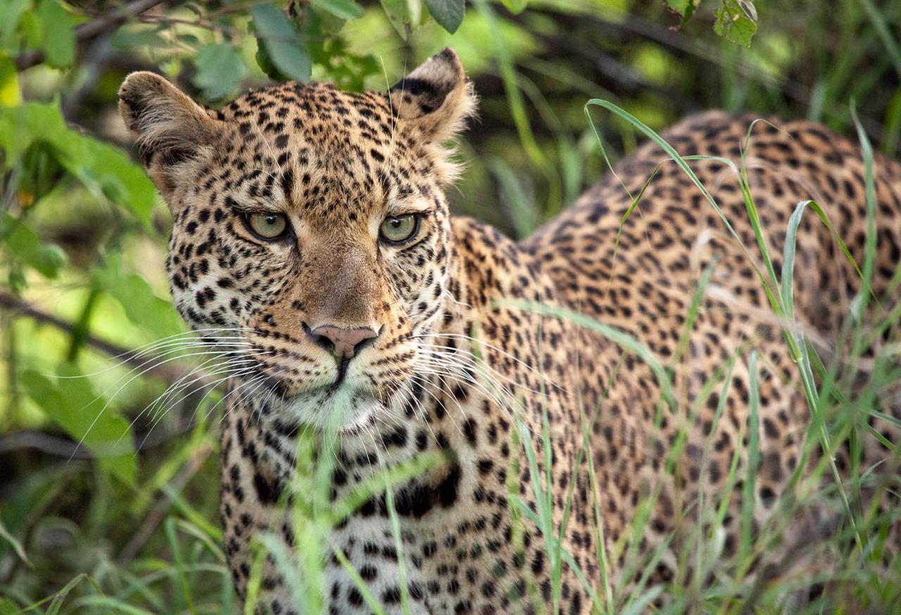 希杜丽私人狩猎山林小屋 Karongwe Game Reserve 外观 照片