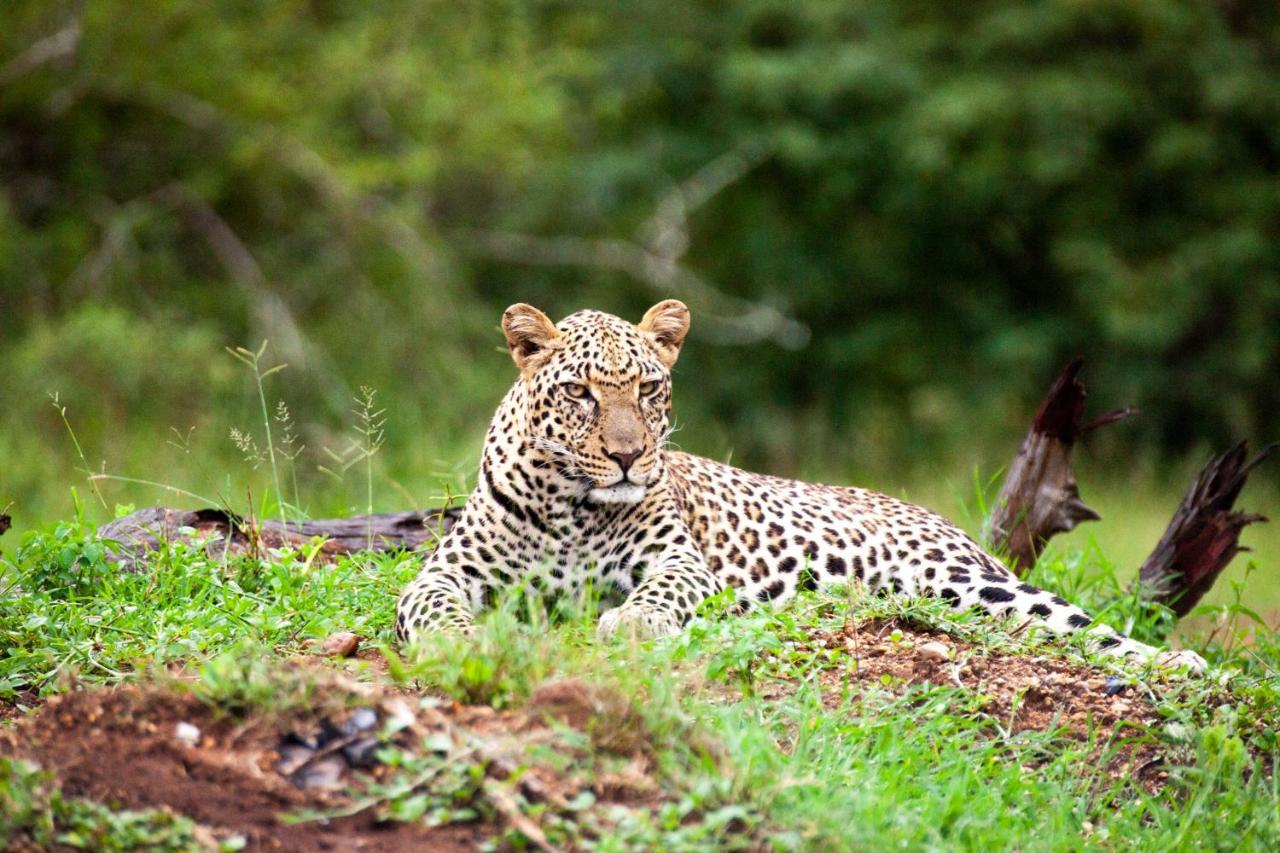 希杜丽私人狩猎山林小屋 Karongwe Game Reserve 外观 照片