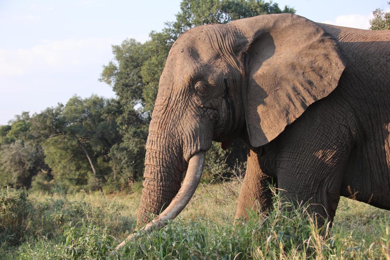 希杜丽私人狩猎山林小屋 Karongwe Game Reserve 外观 照片
