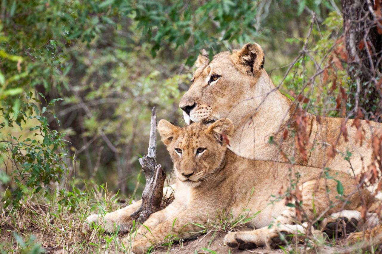 希杜丽私人狩猎山林小屋 Karongwe Game Reserve 外观 照片