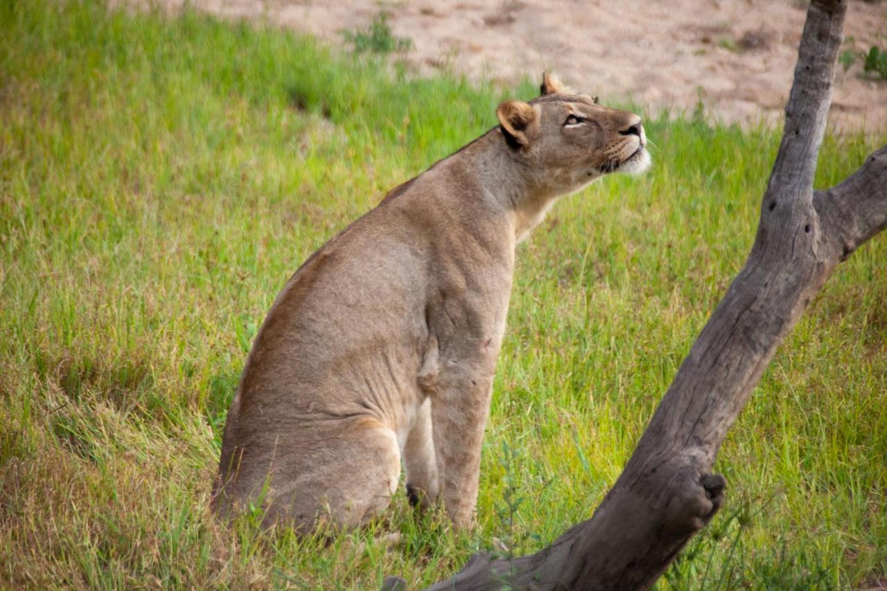 希杜丽私人狩猎山林小屋 Karongwe Game Reserve 外观 照片