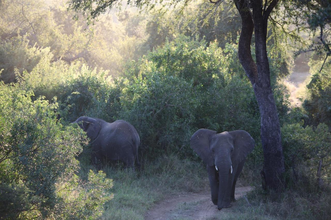 希杜丽私人狩猎山林小屋 Karongwe Game Reserve 外观 照片