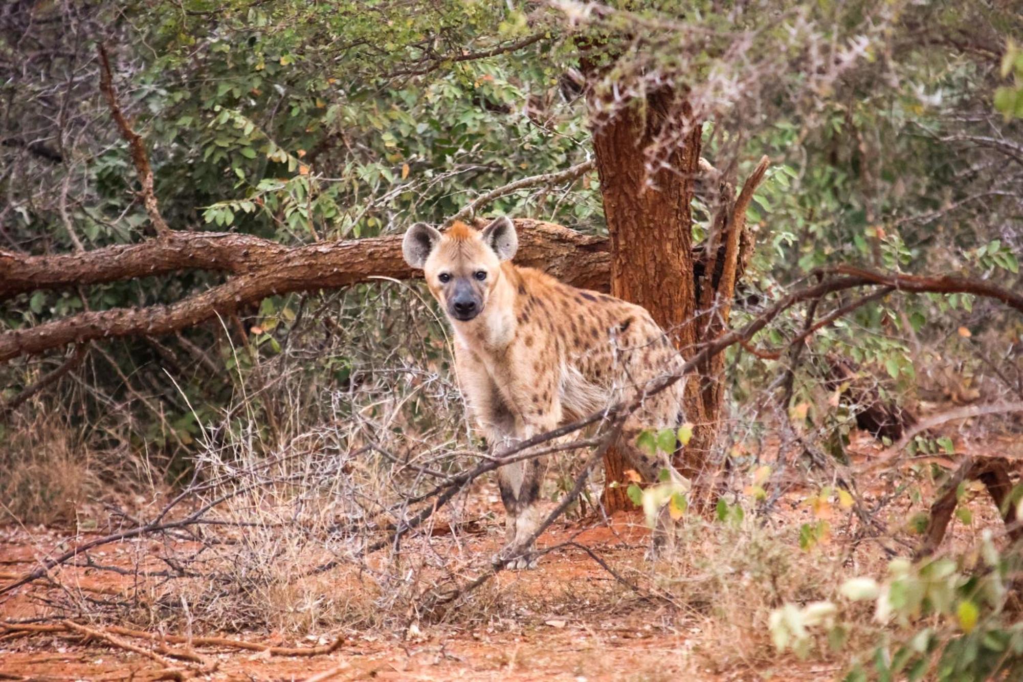 希杜丽私人狩猎山林小屋 Karongwe Game Reserve 外观 照片