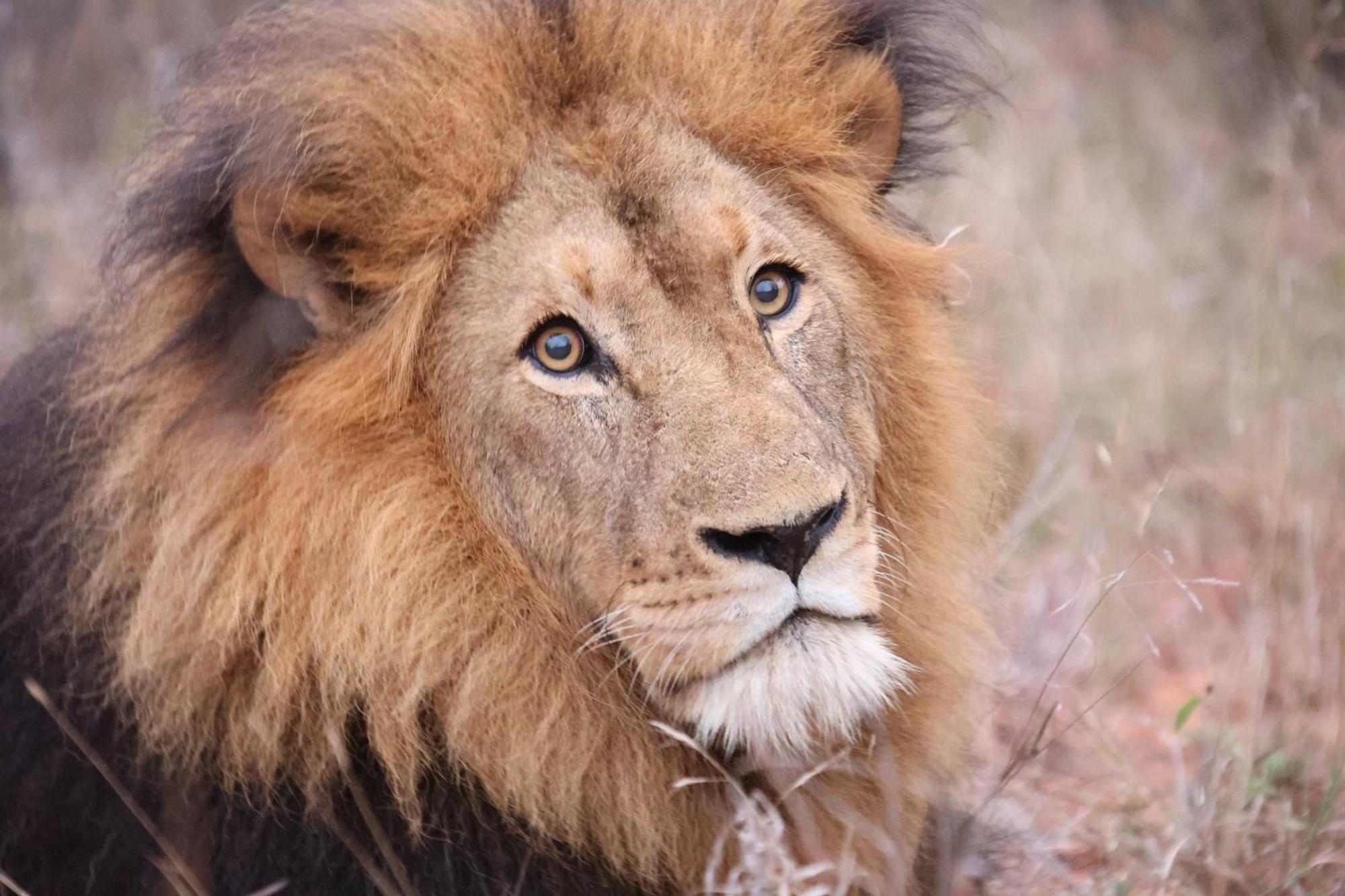 希杜丽私人狩猎山林小屋 Karongwe Game Reserve 外观 照片