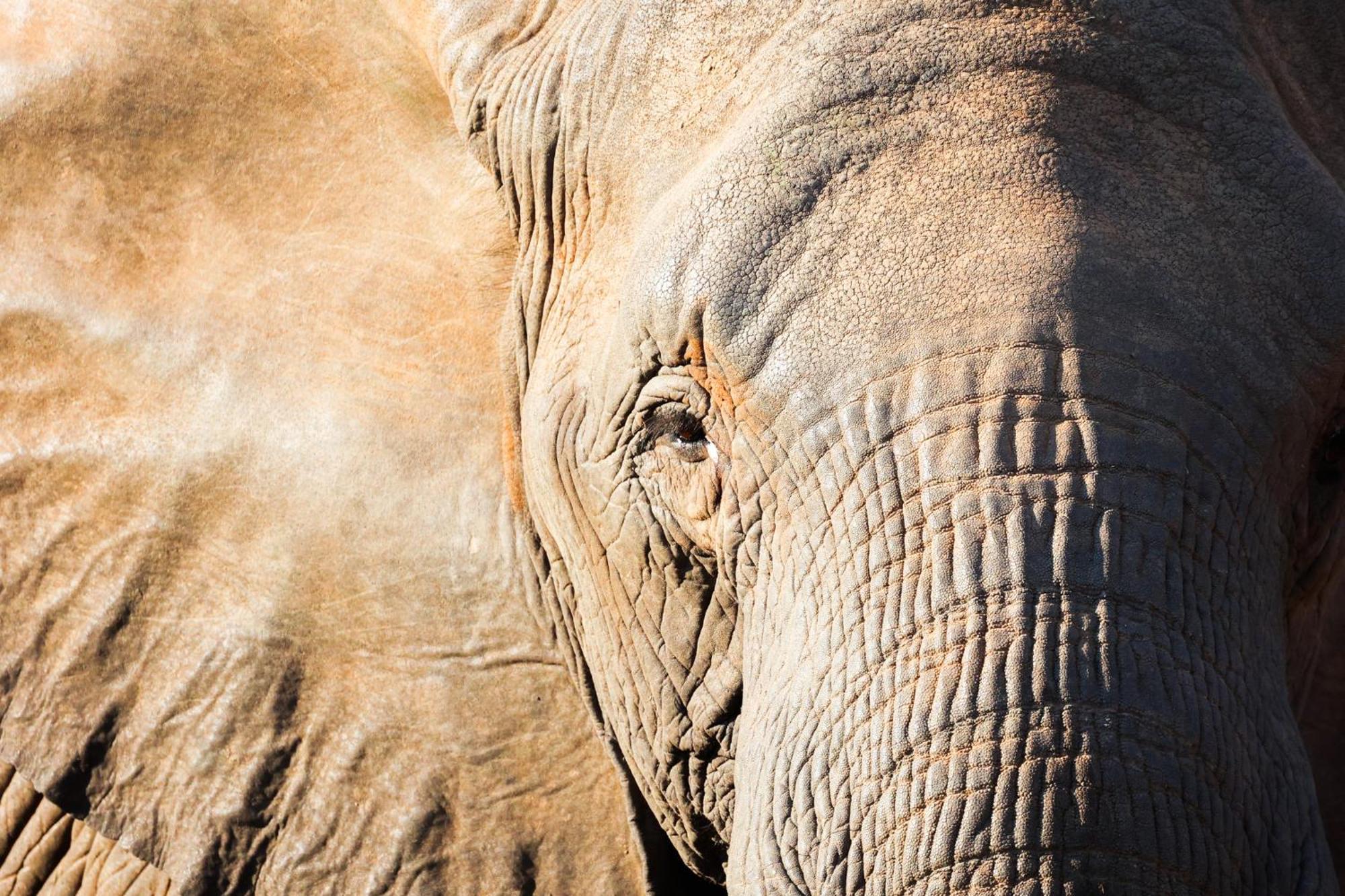 希杜丽私人狩猎山林小屋 Karongwe Game Reserve 外观 照片